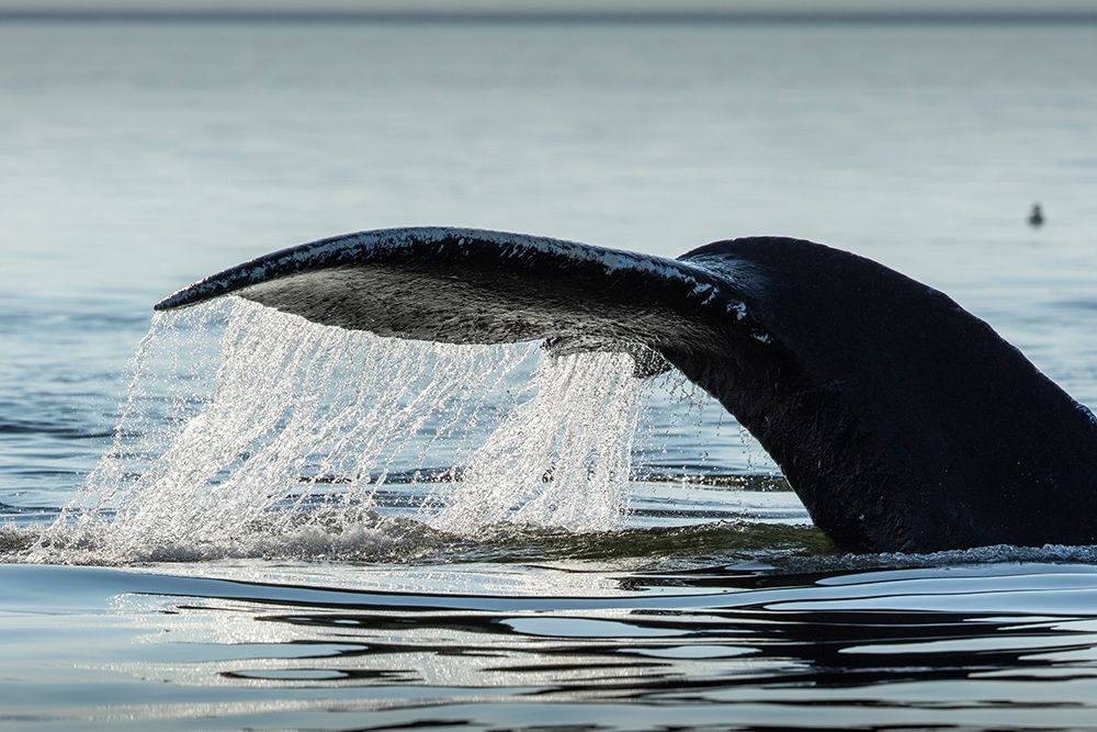 Alaska-Water streams from tail of Humpback Whale swimming in Frederick Sound near Kupreanof Island